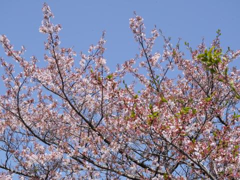 ソメイヨシノ