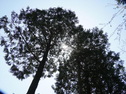 スギ