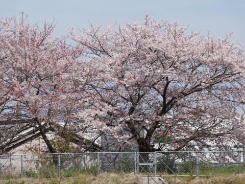 ソメイヨシノ