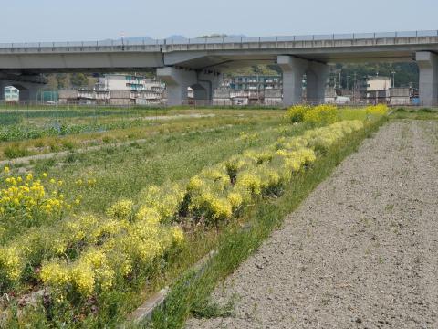 セイヨウアブラナ