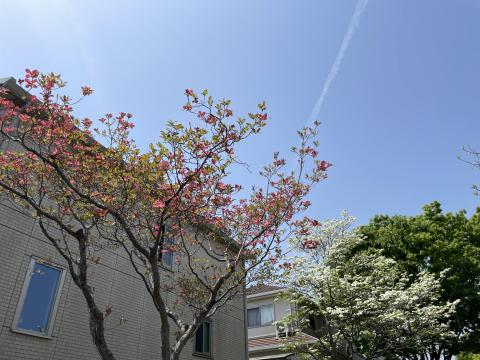 ハナミヅキ
