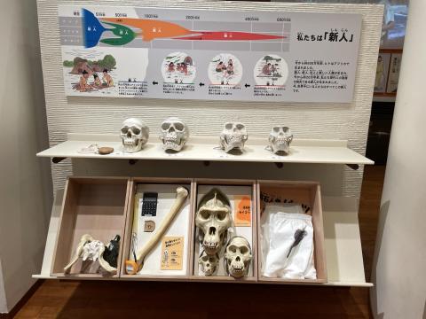私たちは「新人」