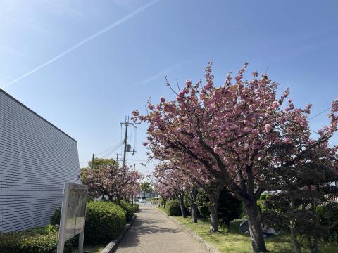 ヤエザクラ