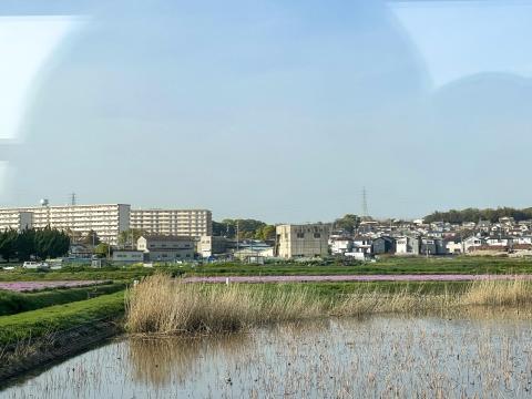 レンゲ畑
