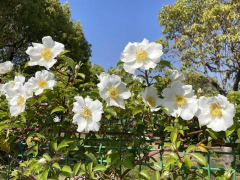 バイカウツギ