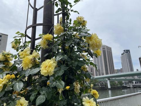 中之島緑道
