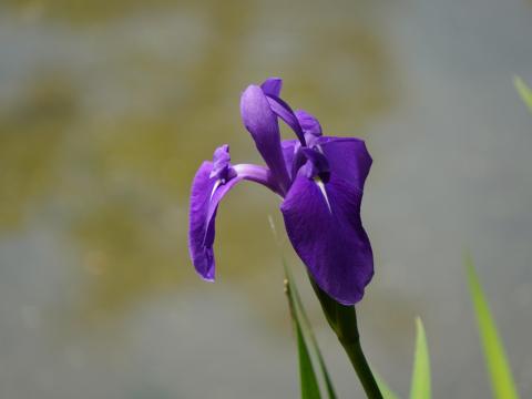 カキツバタ