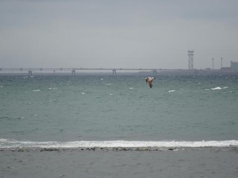 ウミネコ