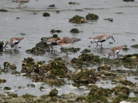 ハマシギ、メダイチドリ