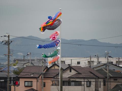 こいのぼり