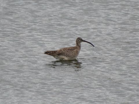 チュウシャクシギ