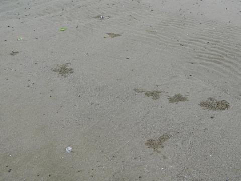 砂団子