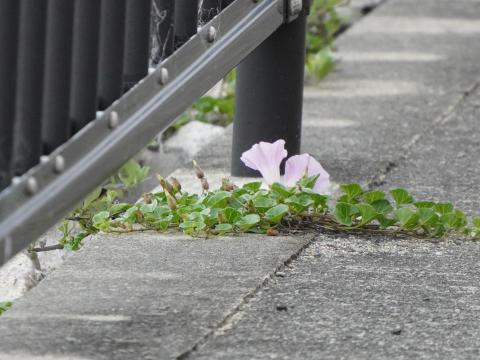 ハマヒルガオ