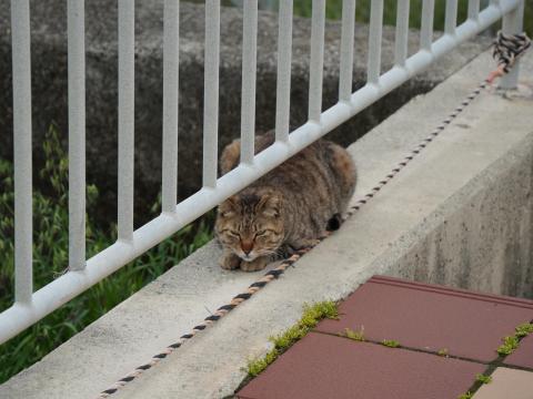 地域ネコ