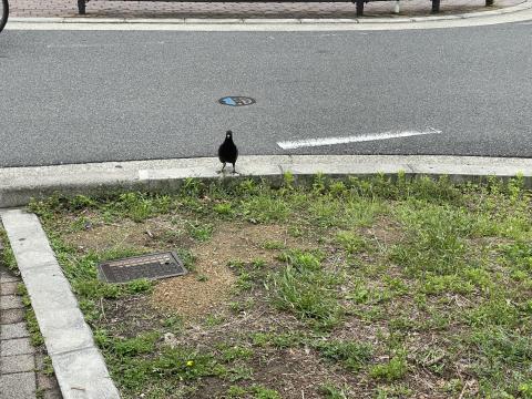 ドバト