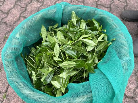 茶葉