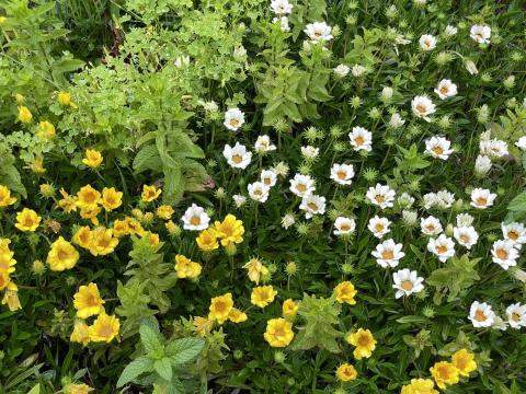 黄色と白の花