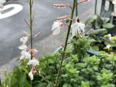 ガウラ