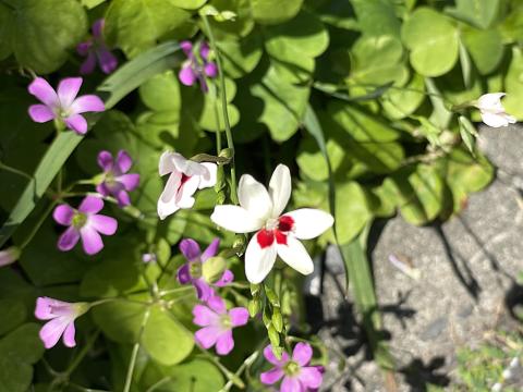 ヒメオウギ