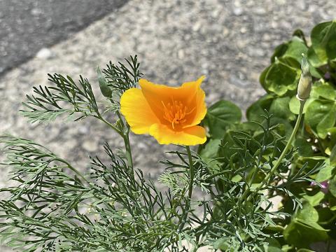 ハナビシソウ