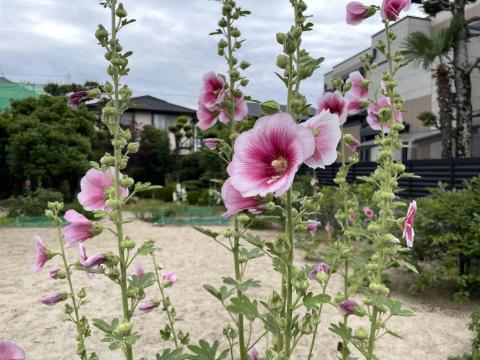 タチアオイ