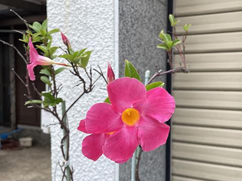 サンパラソル