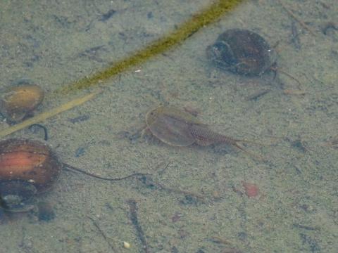 カブトエビ