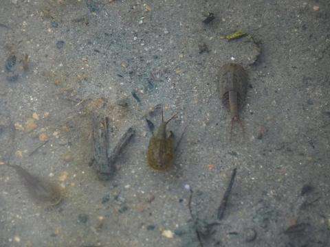 カブトエビ