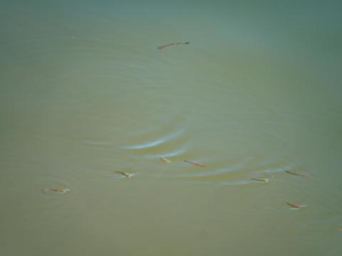 魚たち