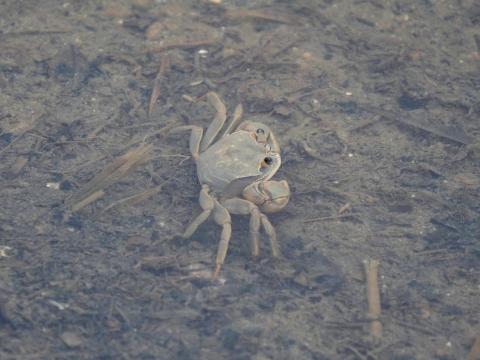 アシハラガニ