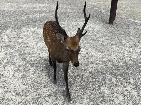シカ