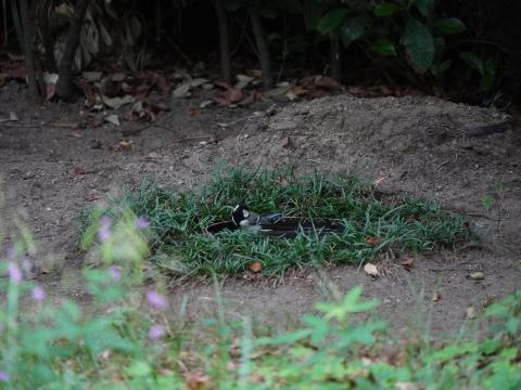 シジュウカラ