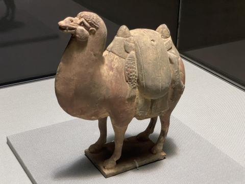 加彩駱駝