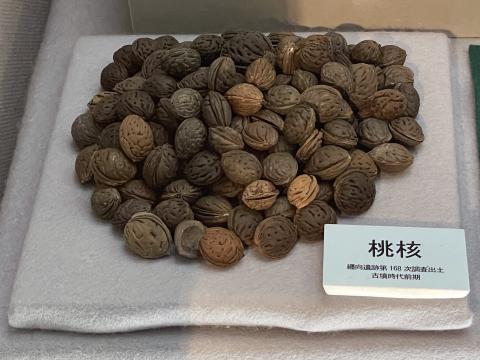 桃の種