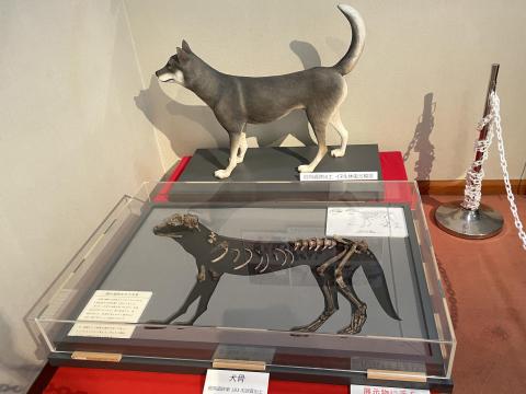 纒向犬