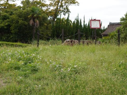 ケヤキの根株