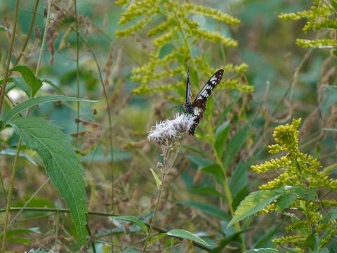 アサギマダラ