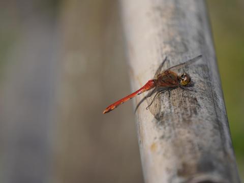 アキアカネ