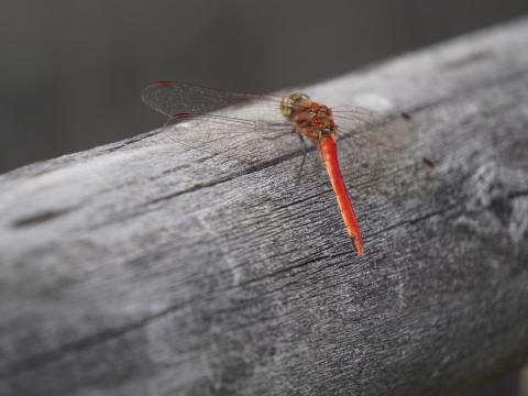 アキアカネ