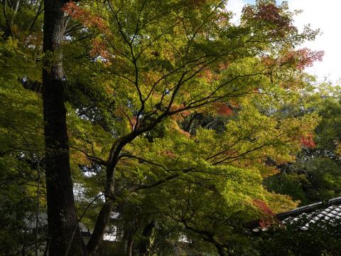 吉城園