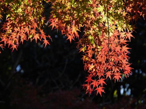 モミジ