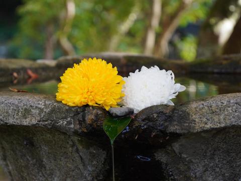 水盤の菊