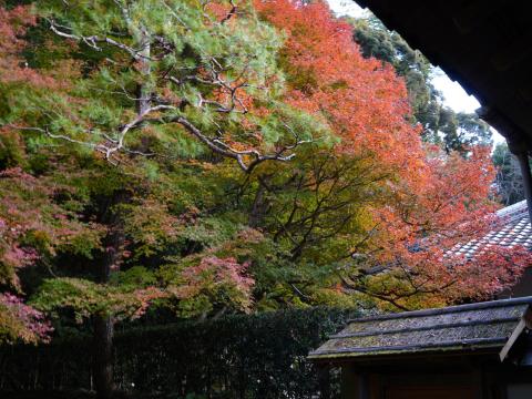 モミジ