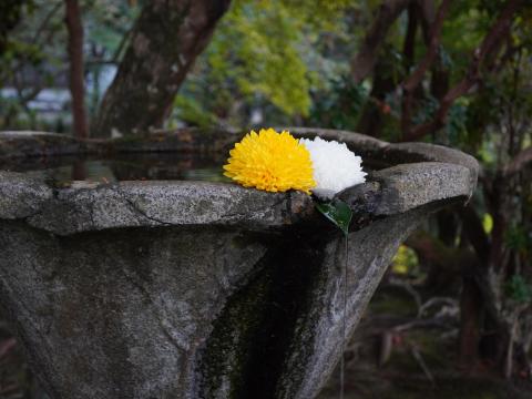 水盤のキク
