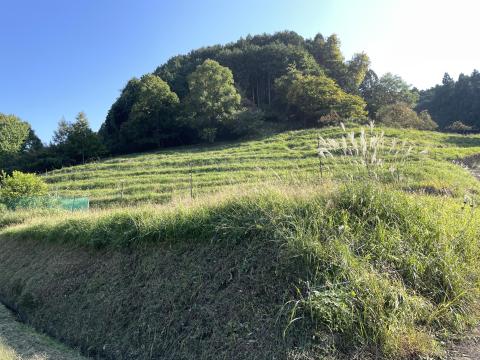 阪田の棚田