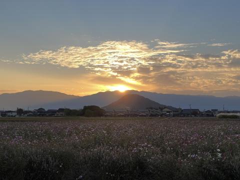藤原京のコスモス畑から畝傍山、大和葛城山