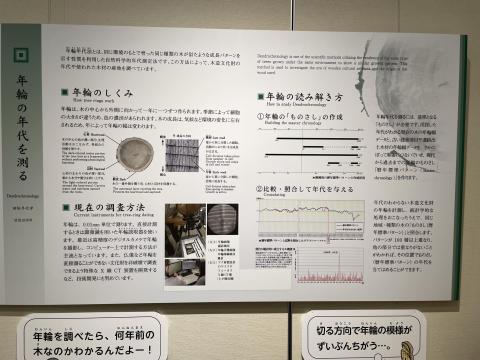 年輪の年代を測る