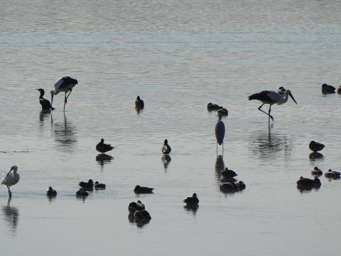 コウノトリ、ヘラサギ