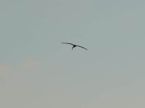コウノトリ