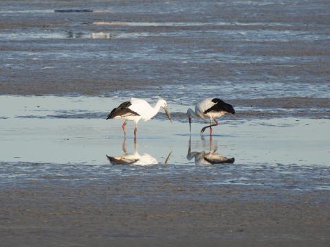 コウノトリ